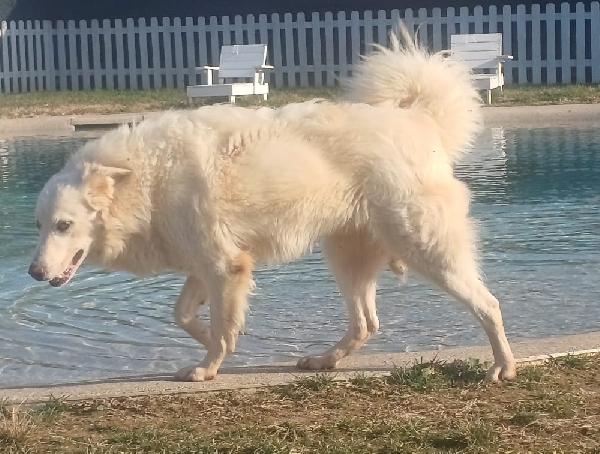 SNIPPER carattere da pastore maremmano (settembre ‘22) Foto 3